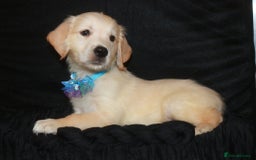 Golden Retriever dogs for sale: Ready to leave now 💕 fully vaccinated 🥰 - Image 13