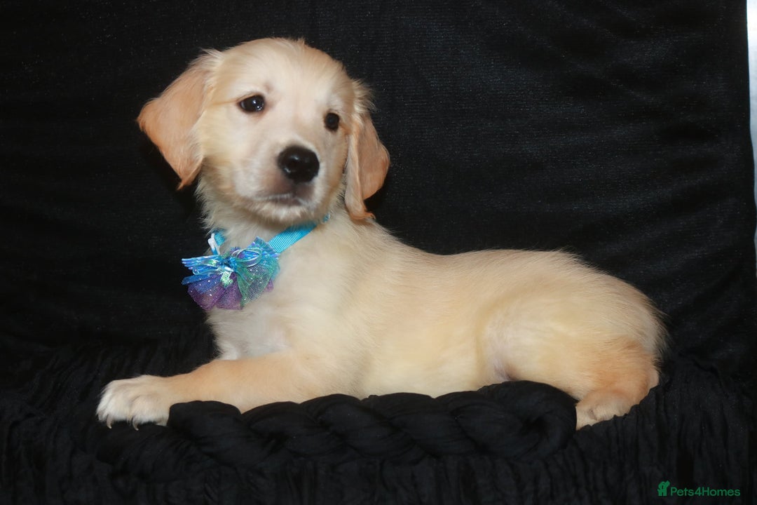 Golden Retriever dogs for sale: Ready to leave now 💕 fully vaccinated 🥰 - Image 13