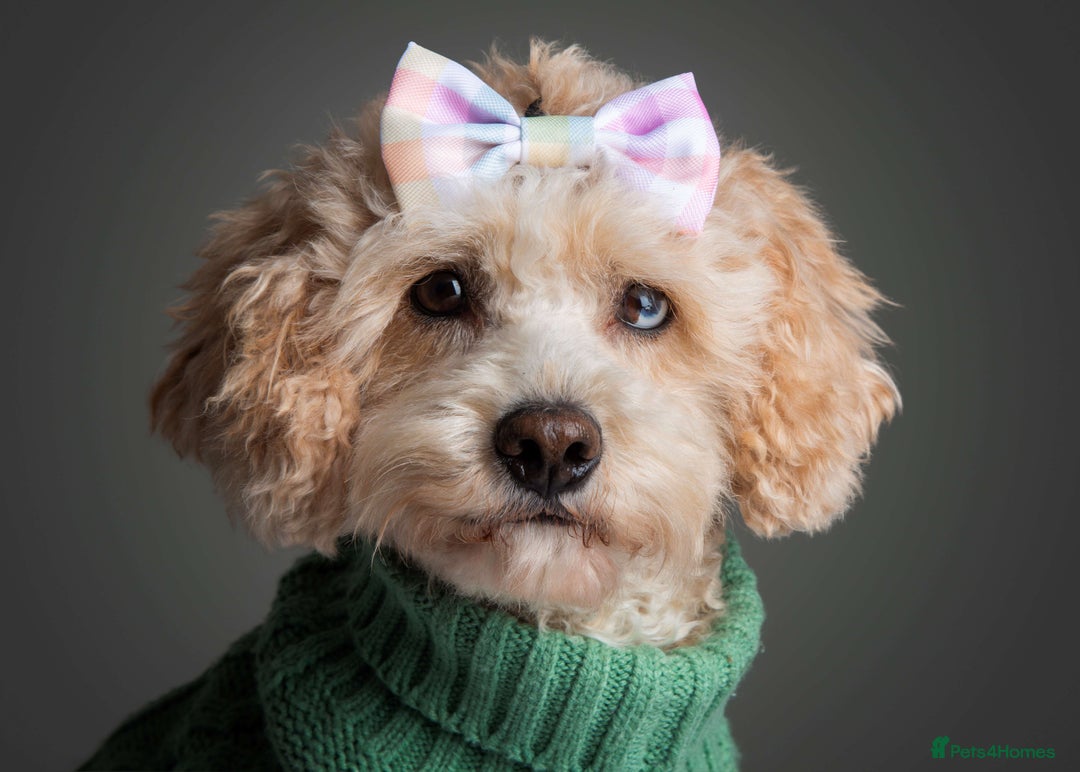 Mixed Breed dogs for sale: 4 boys 2 girls cavapoo x cockapoo puppies - Image 16