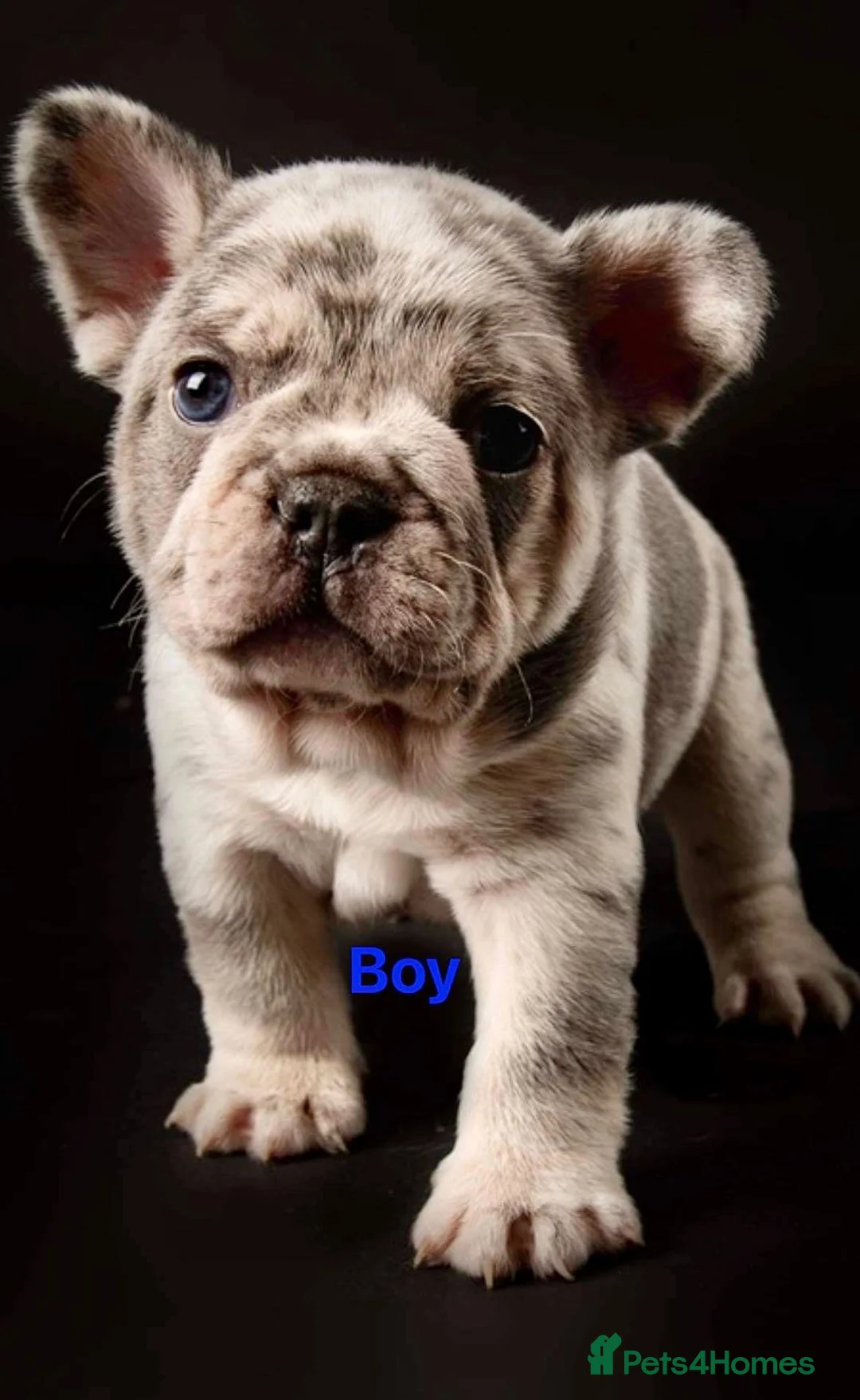French Bulldog dogs for stud: ** RogueRoyales Zeus ** Fully Suited Lilac Merle  in Wolverhampton - Advert 23