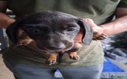Miniature Dachshund dogs for sale: ..Miniature dachshunds 1 Girl 1BOY READY TO LEAVE  in Ellesmere Port - Image 25