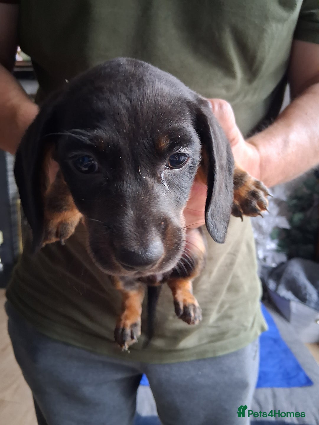 Miniature Dachshund dogs for sale: ..Miniature dachshunds 1 Girl 1BOY READY TO LEAVE  in Ellesmere Port - Image 25