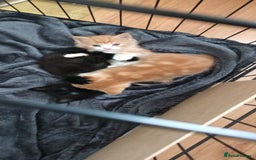 Domestic Shorthair cats for sale: 3 kittens for sale, 2 boys 1 girl.  - Image 6
