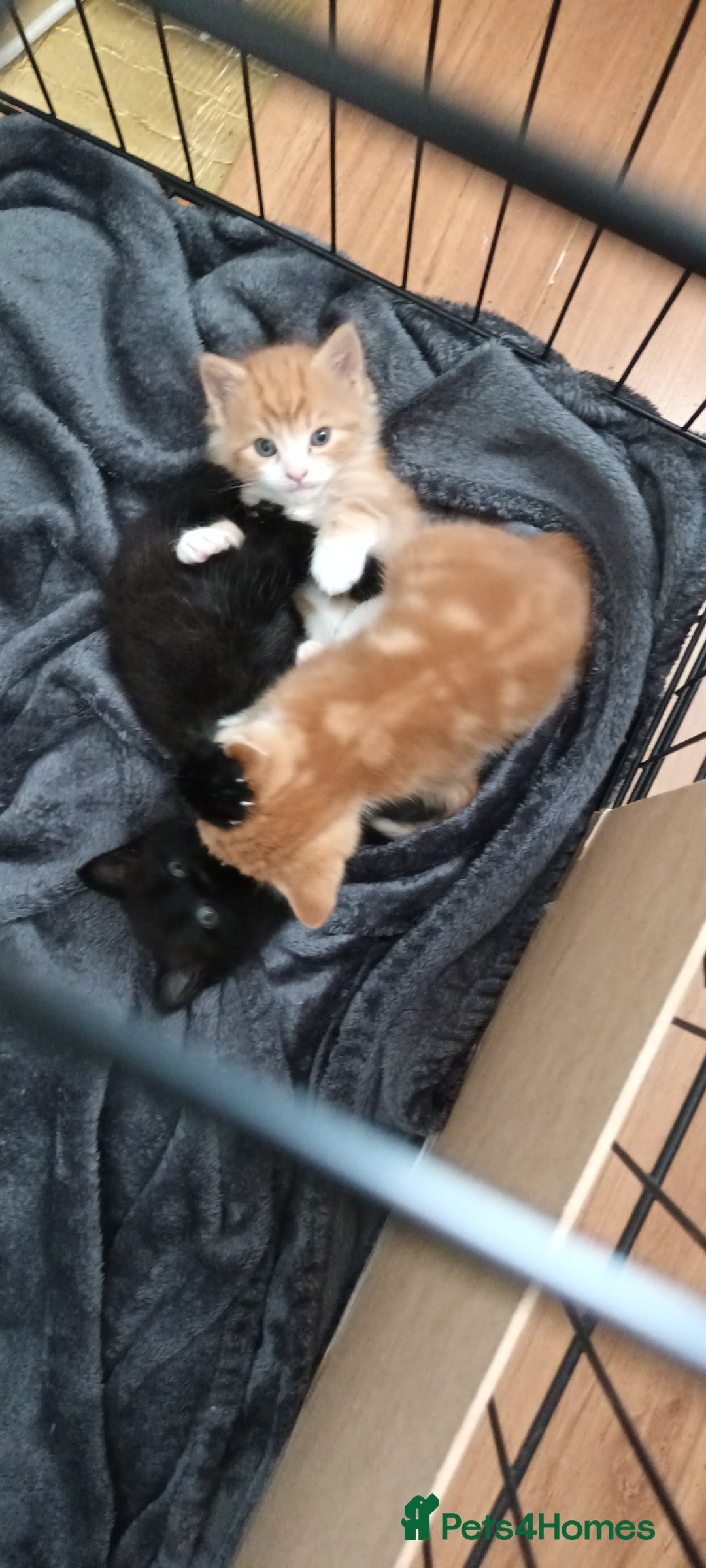 Domestic Shorthair cats for sale: 3 kittens for sale, 2 boys 1 girl.  - Image 6