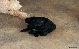Cockapoo dogs for sale: *READY NOW* F1b Cockapoo Puppies  in Stockton-on-Tees - Image 1