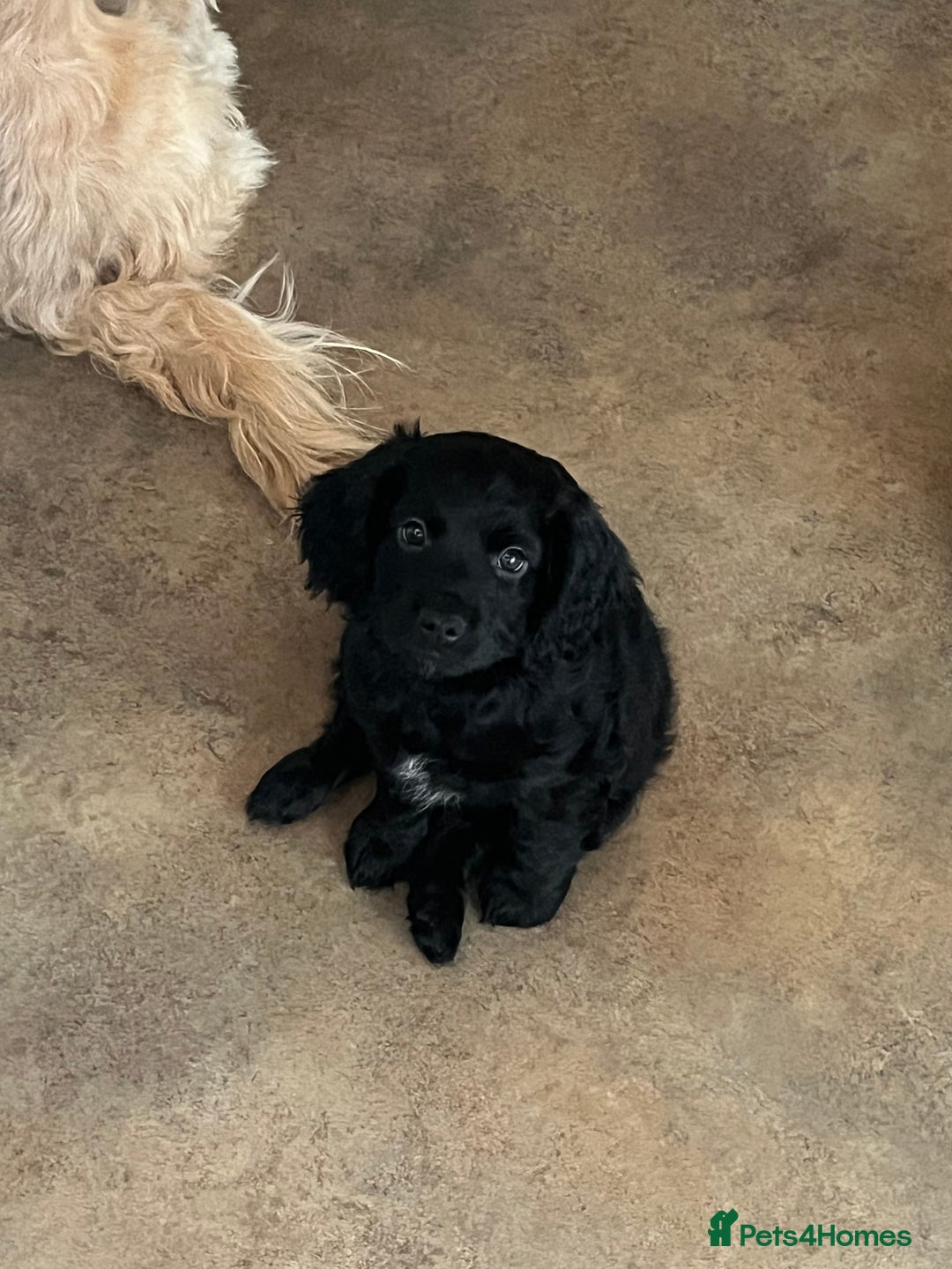 Cockapoo dogs for sale: *READY NOW* F1b Cockapoo Puppies  in Stockton-on-Tees - Image 1