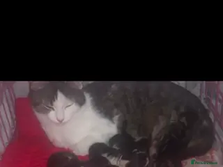 Mixed Breed cats 3 beautiful Kittens left - Advert 1