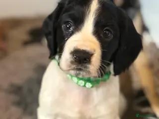 Sprocker dogs 1 gorgeous boy looking for his new home - Advert 10