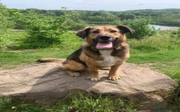 Mixed Breed dogs for adoption: Mixed breed beautiful girl  - Image 1