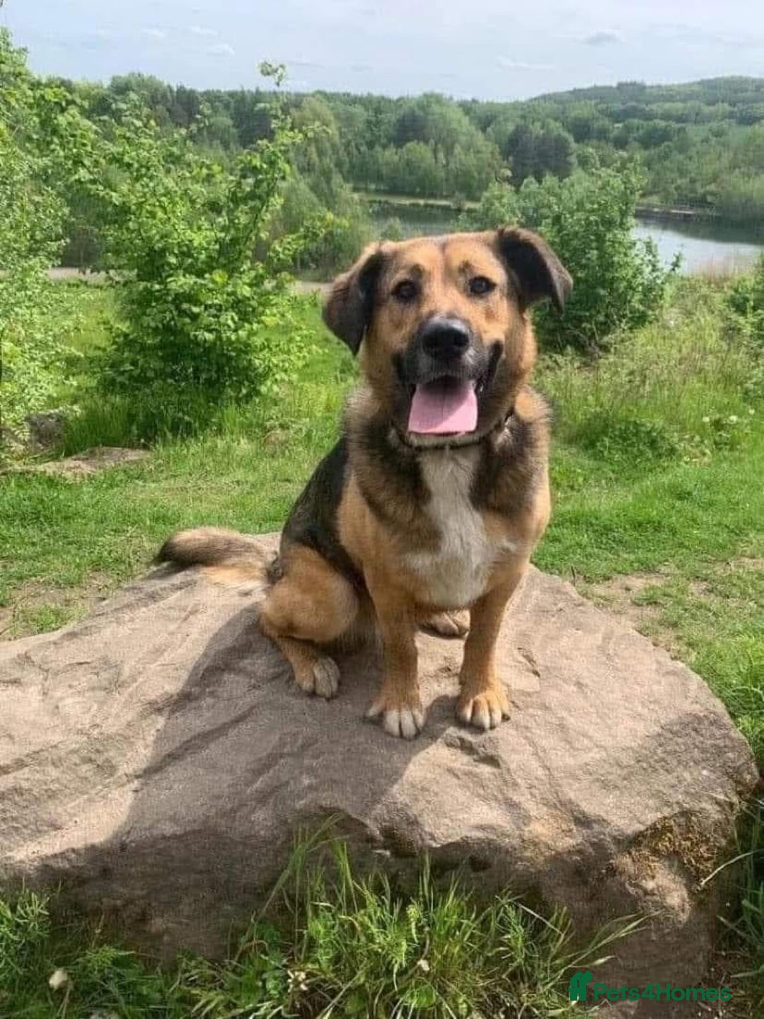 Mixed Breed dogs for adoption: Mixed breed beautiful girl  - Image 1