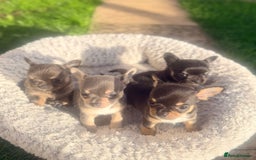 Chihuahua dogs for sale: Gorgeous Chihuahua Puppies  - Advert 4