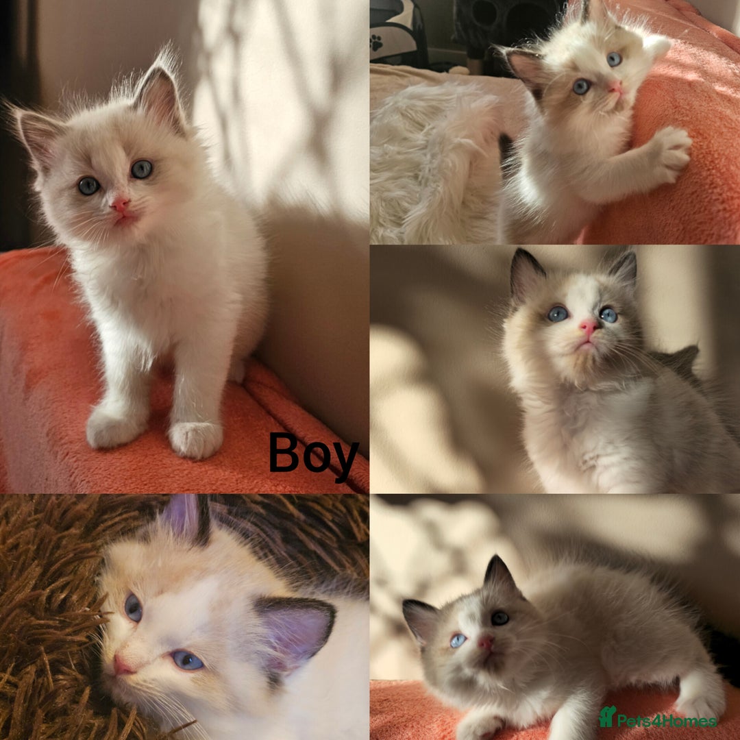 Ragdoll cats for sale: Ragdoll x Siamese kittens - Advert 4