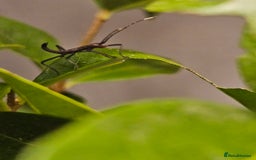 Stick Insects invertebrates for sale: Stick insect nymphs - Image 9