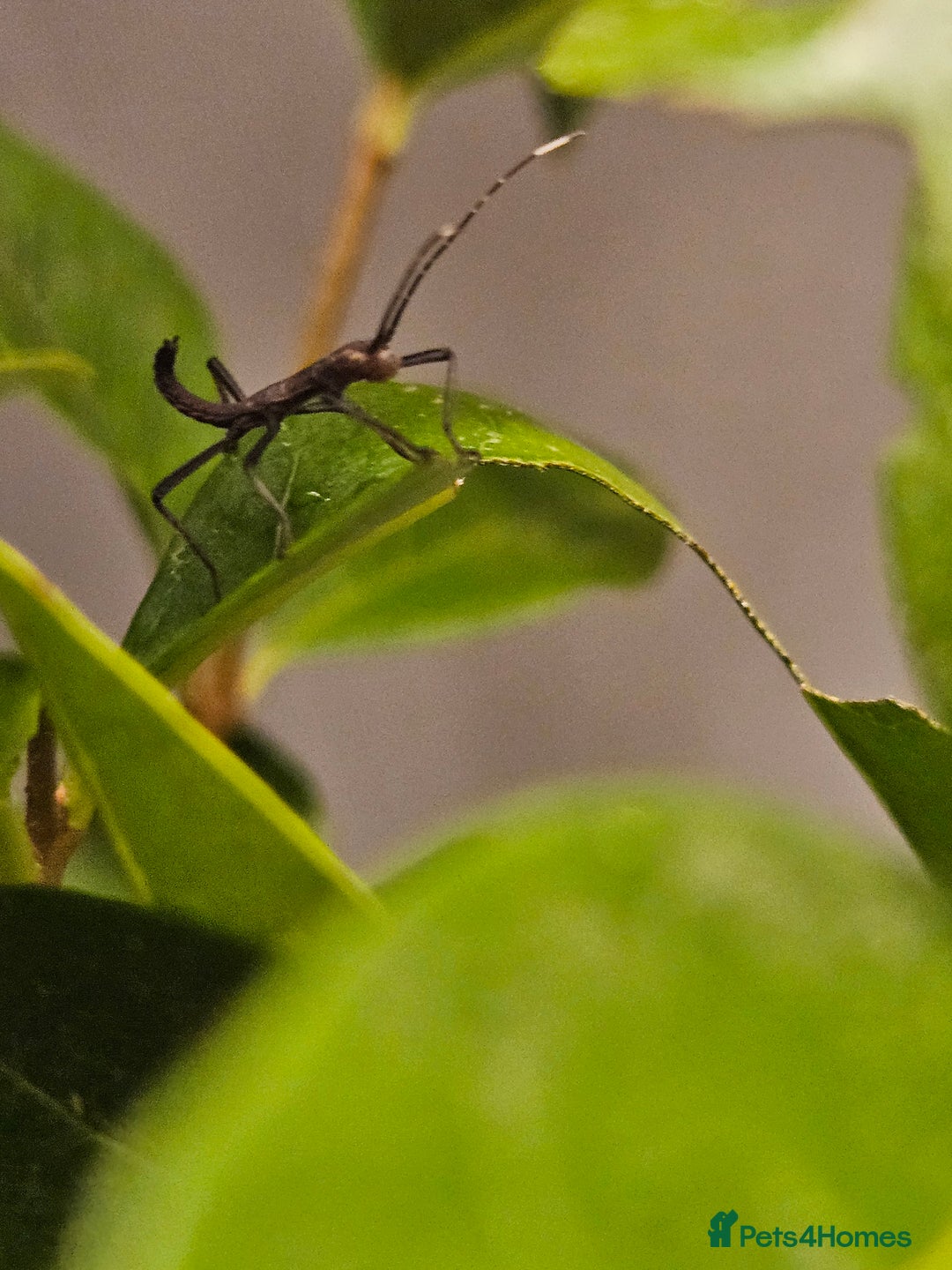 Stick Insects invertebrates for sale: Stick insect nymphs - Image 9