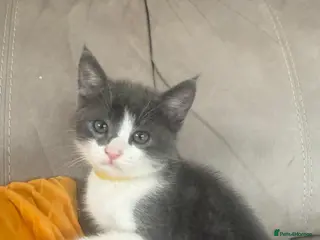 Mixed Breed cats Cutest kittens are looking for a new home - Advert 2