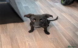 Mixed Breed dogs for sale: Lurcher Cross - Image 6