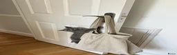 British Shorthair cats for sale: ✨BSH GCCF registered girl ready to leave🏡✨ in Twickenham - Advert 5