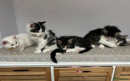 British Longhair cats for sale: Stunning friendly kittens - Image 39