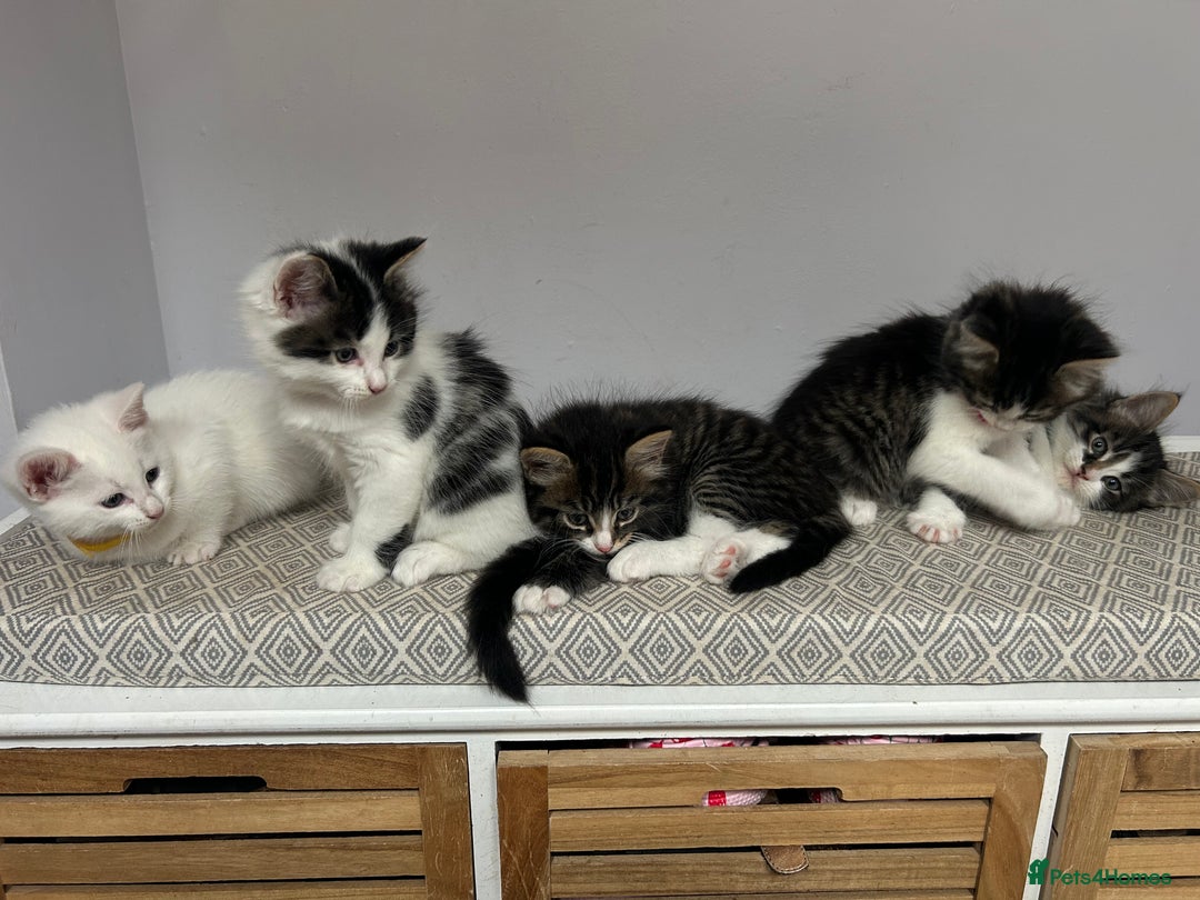 British Longhair cats for sale: Stunning friendly kittens - Image 39