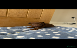 Patterdale Terrier dogs for sale: Male patterdale pups   - Image 2