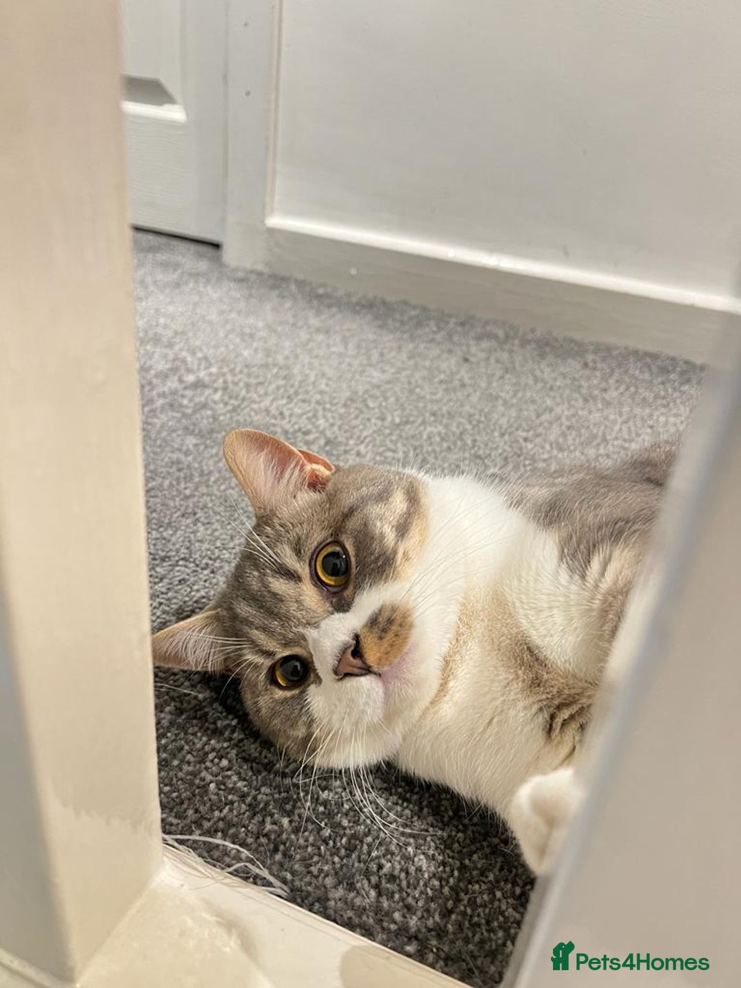 British Shorthair cats for sale: Male british shorthair 2.5 years old indoor only - Advert 7