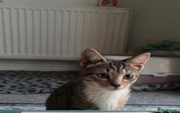 Mixed Breed cats for sale: Kitten For Adoption - Image 1