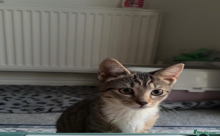 Mixed Breed cats - Advert 2