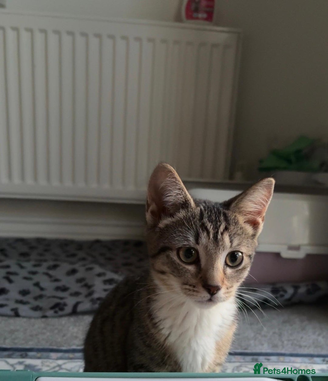 Mixed Breed cats for sale: Kitten For Adoption - Image 1