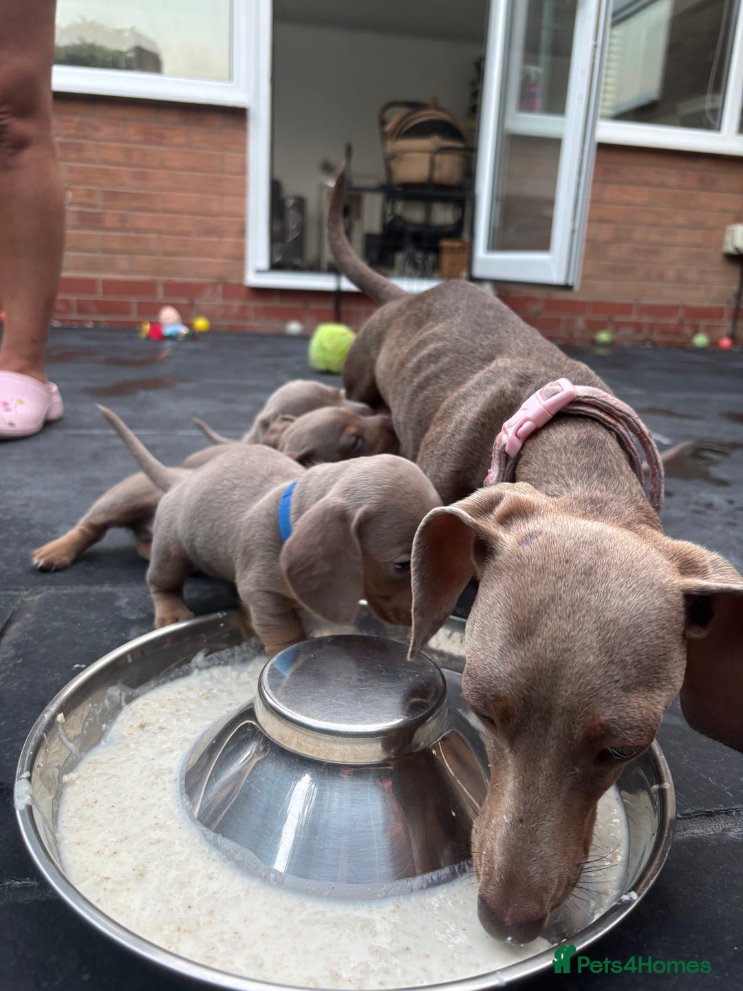 Miniature Dachshund dogs for sale: Isabella & tan miniature smoothcoat daschunds - Image 14