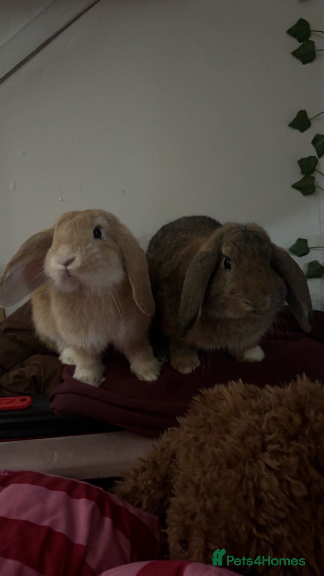 Mini Lop rabbits 2 beautiful Mini Lop Boys - Advert 20
