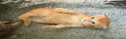Scottish Fold cats for sale: Gorgeous Scottish Fold kittens for sale - Advert 18