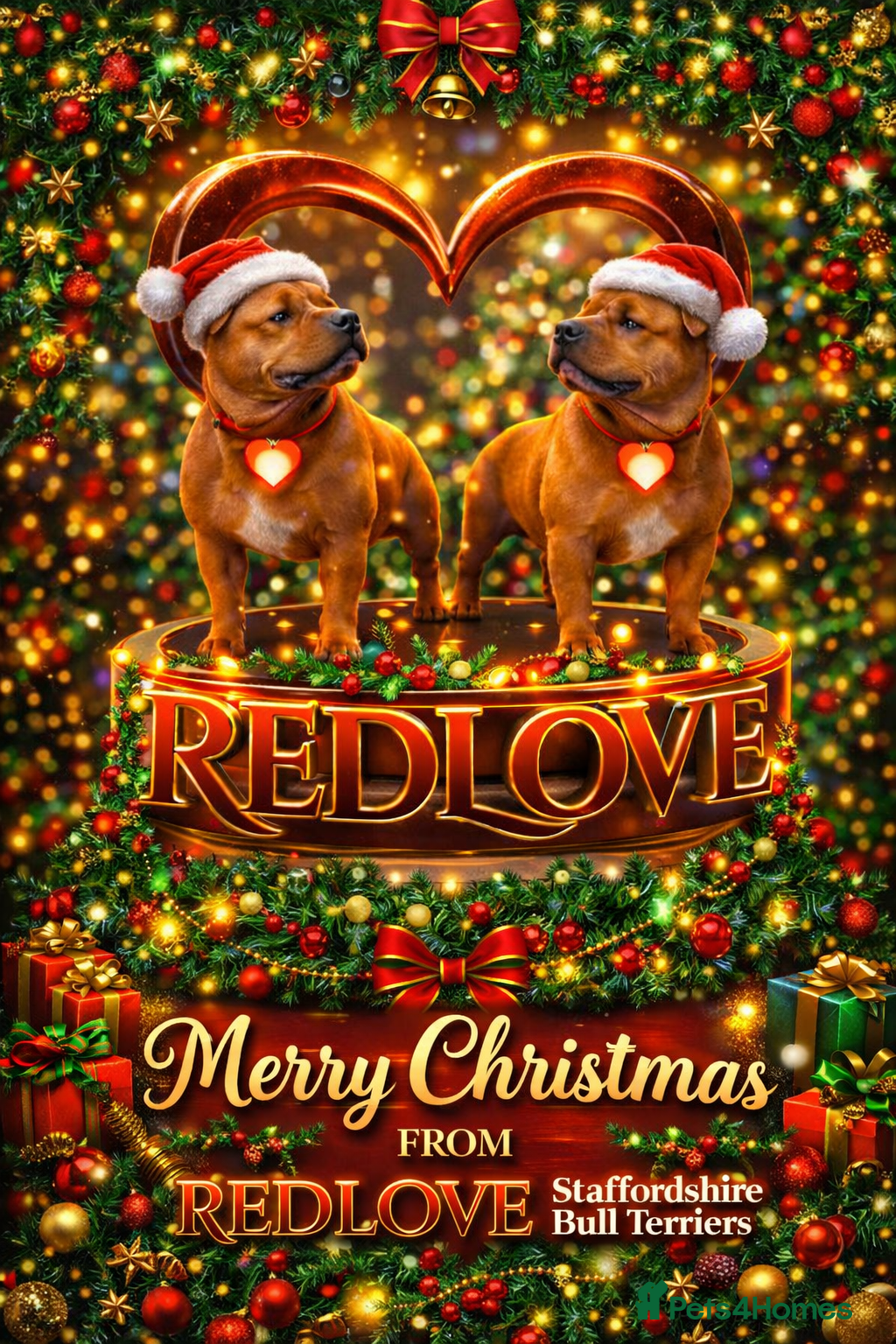 Staffordshire Bull Terrier dogs 🥨THE GOLDILOCKS LITTER 🥨 - Advert 4