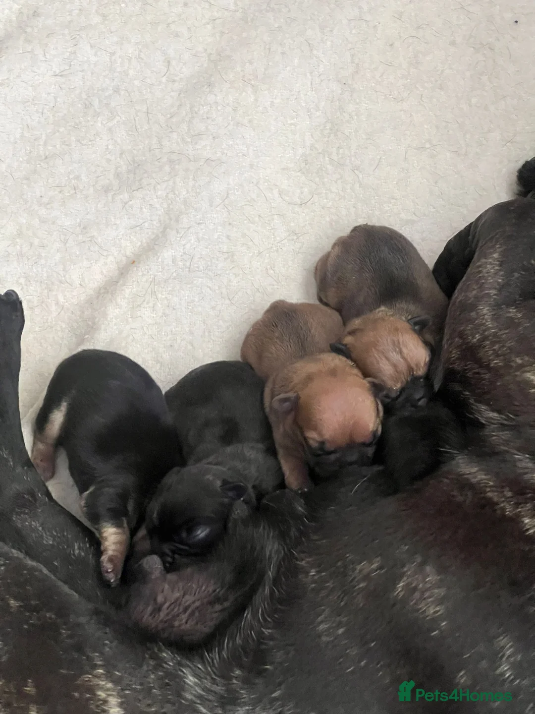 French Bulldog dogs for stud: Lilac and tan carrying cream, testable & fluffy in Motherwell - Advert 27