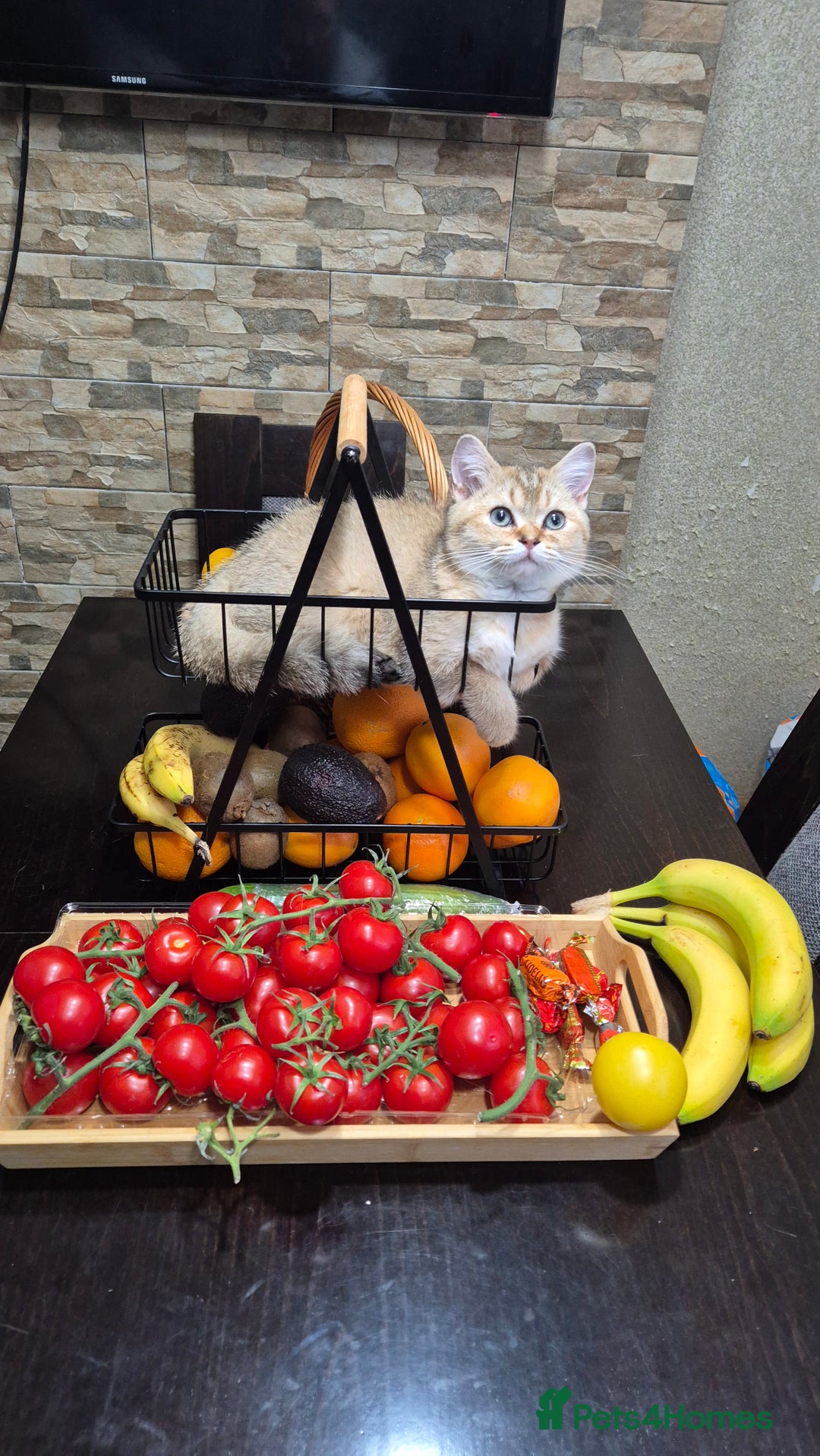 British Shorthair cats for sale: British shorthair  - Image 15