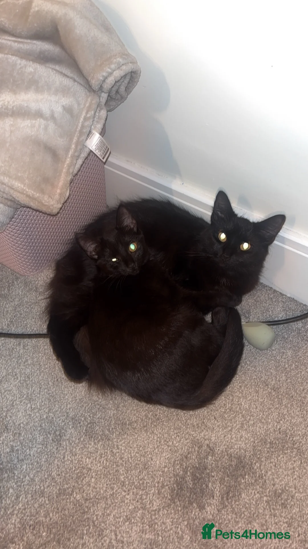 Mixed Breed cats for sale: 1 kitten and 1 cat in Rotherham - Advert 2