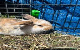 Lionhead rabbits for sale: 5 bunny’s looking for their forever home - Image 2
