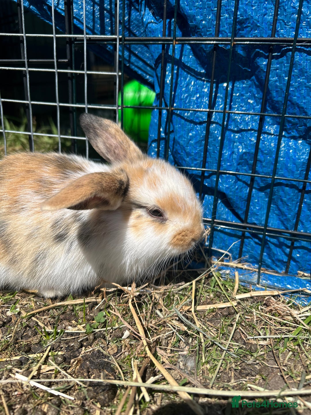 Lionhead rabbits for sale: 5 bunny’s looking for their forever home - Image 2
