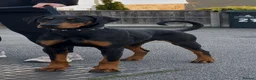 Dobermann dogs for sale: 11 month old female doberman - Advert 2