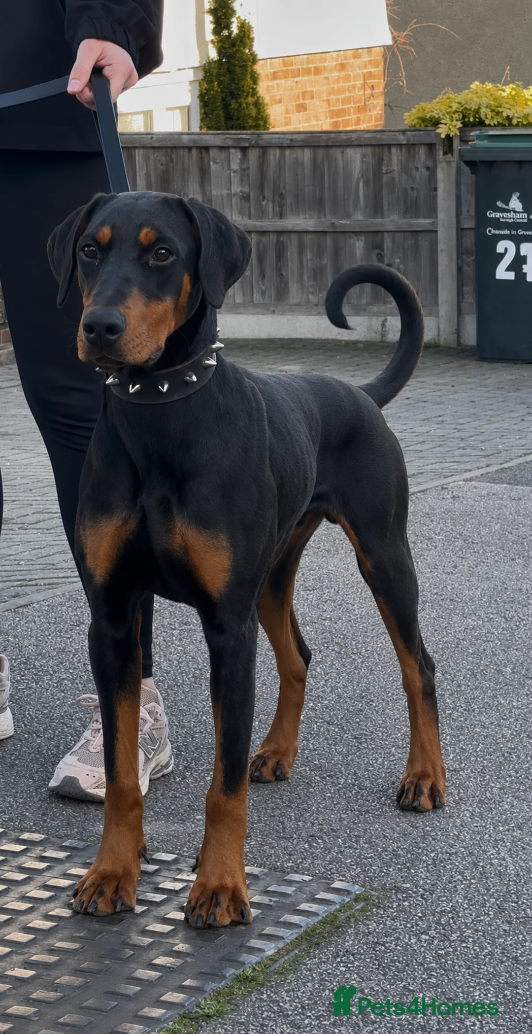 Dobermann dogs for sale: 11 month old female doberman - Advert 2