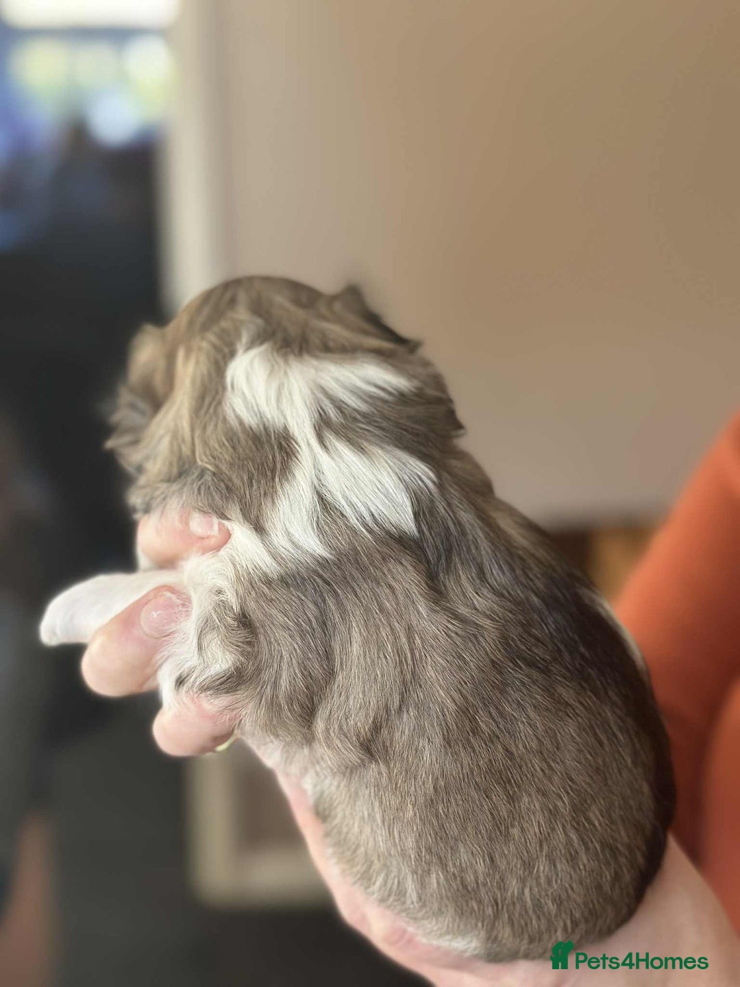 Havanese dogs for sale: Stunning House reared pure bred Havanese Babies  - Advert 5