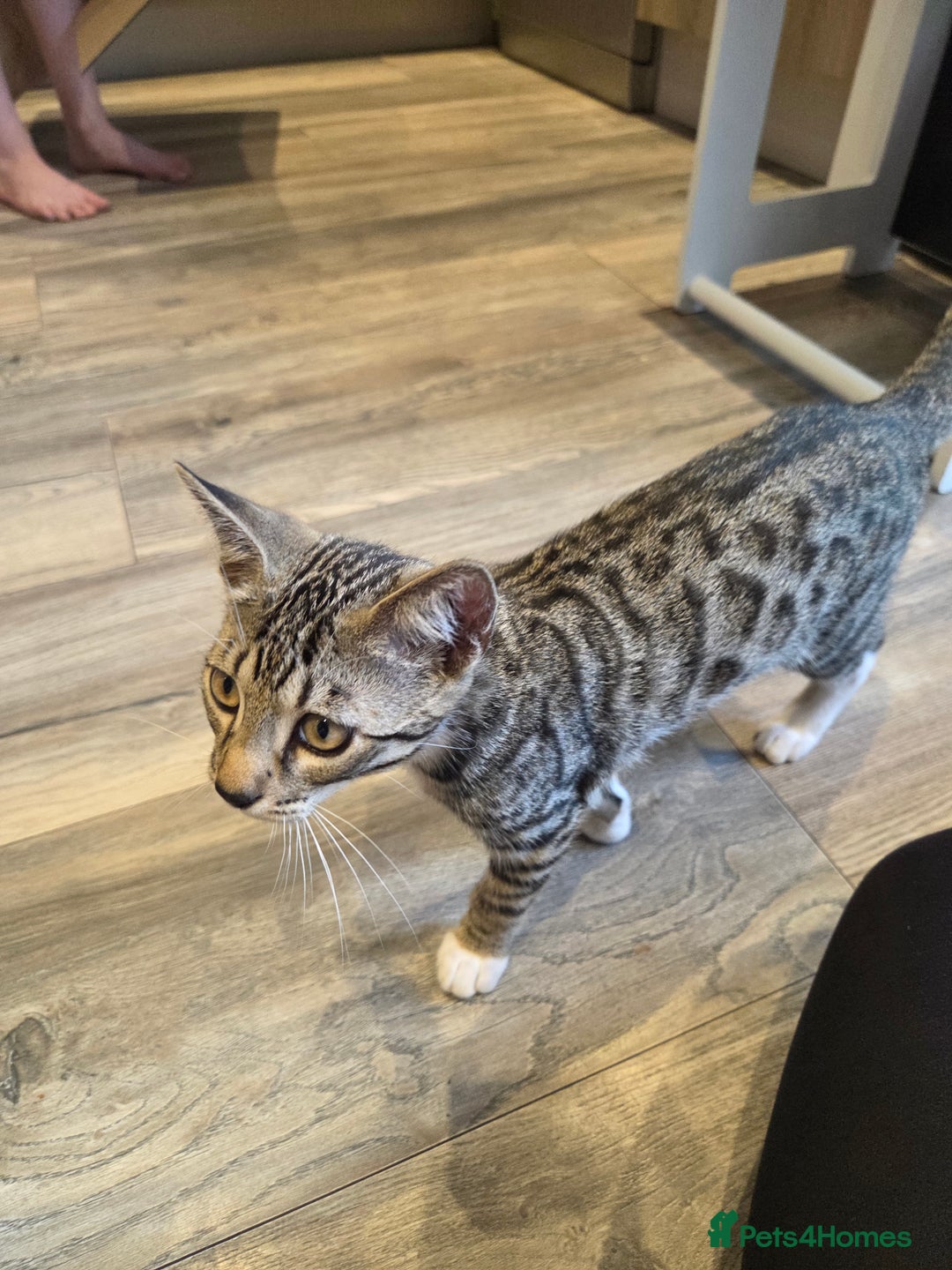 Bengal cats for sale: Bengal X kittens - Image 14