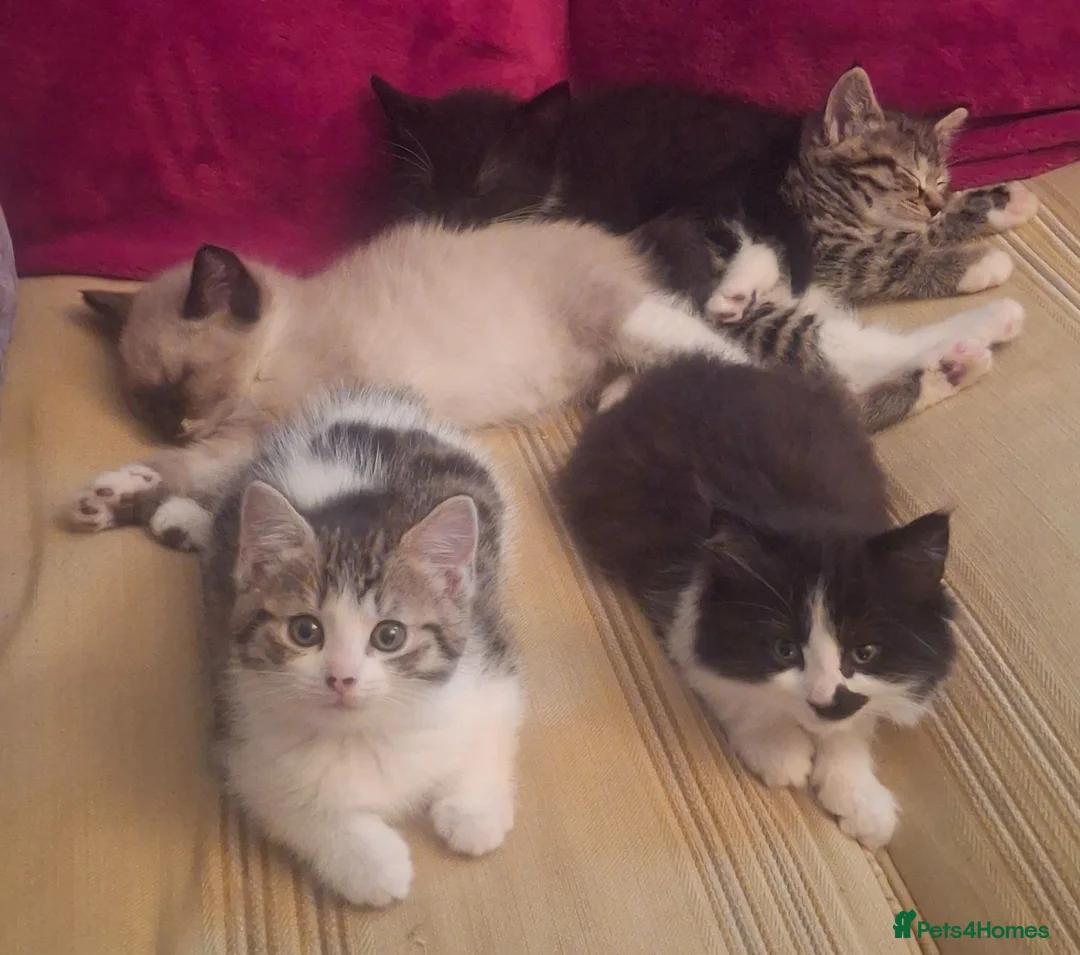 Mixed Breed cats for sale: Delicious mixed breed kittens - Advert 1