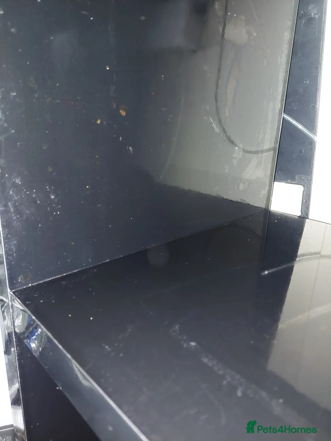 Other/Mixed Breed fish for sale: 10-year established jungle tank due t  in Hove - Advert 8