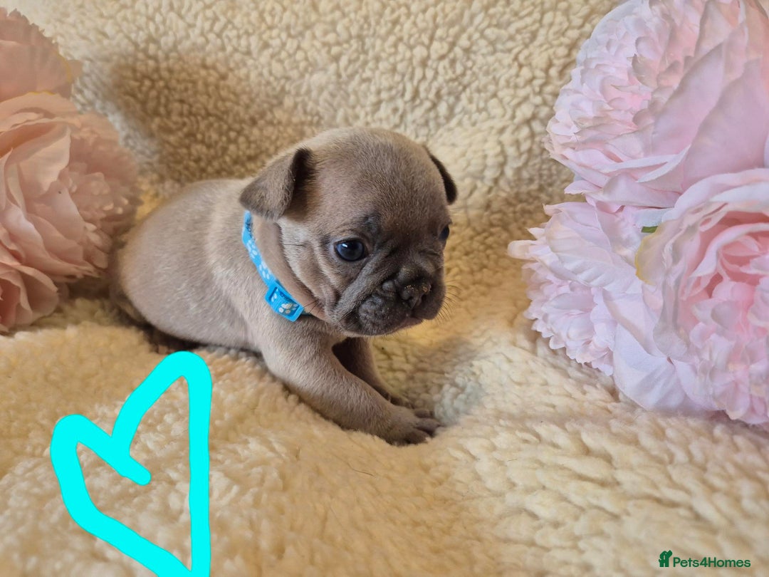 French Bulldog dogs for sale: 5* Council License breeder of 6 stunning Pups. - Image 6