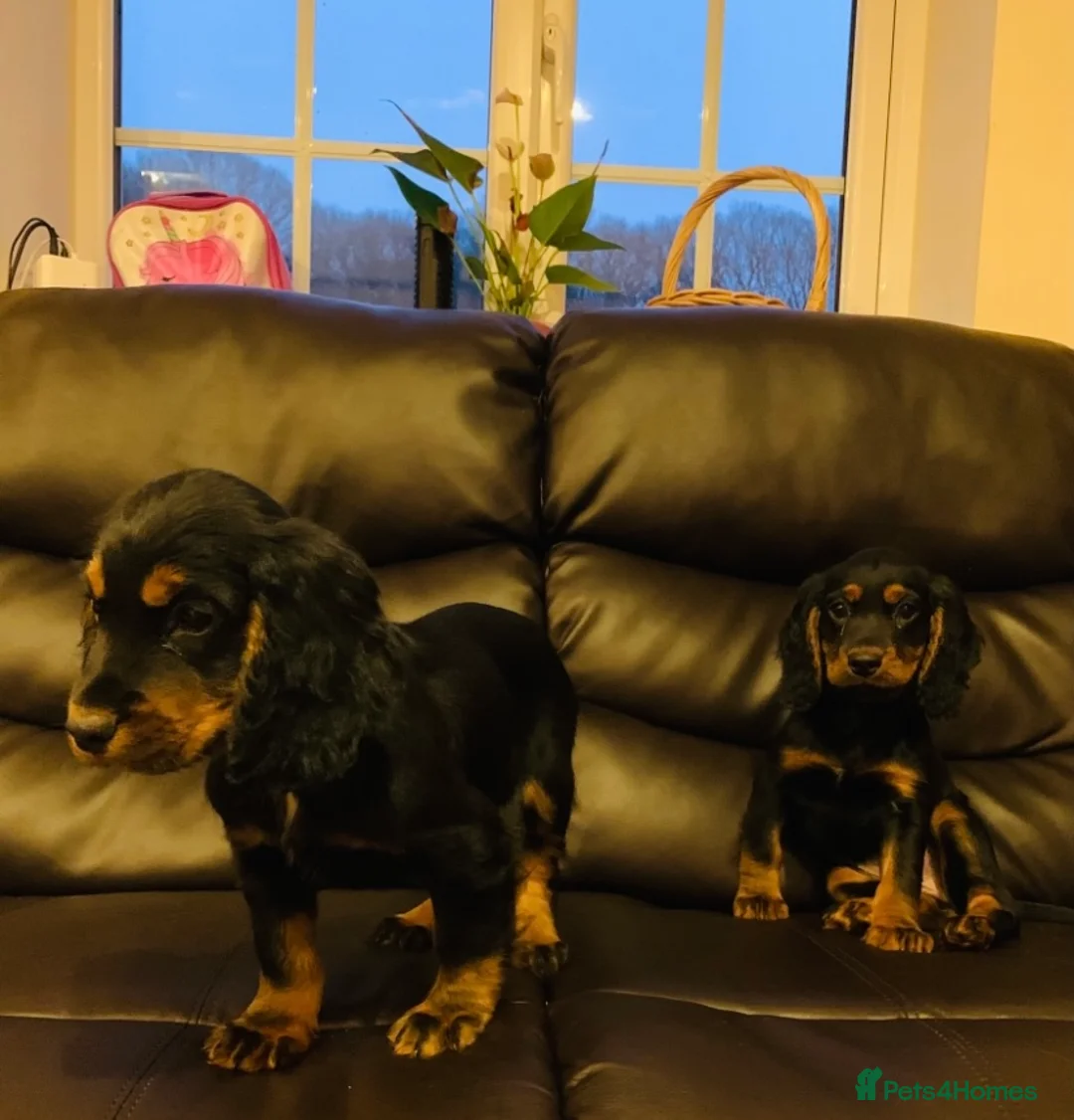 Cocker Spaniel dogs for sale: 3 Game-keeper bred Working Cocker Spaniel pups in Knighton - Advert 31