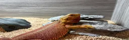 Bearded Dragon reptiles for sale: Female bearded dragon for sale in Oxted - Advert 5