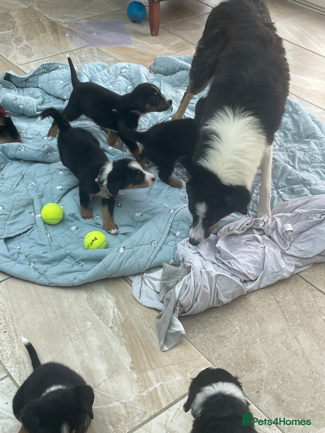 Bernese Mountain Dog dogs for sale: Beutiful boys and girl - Image 10