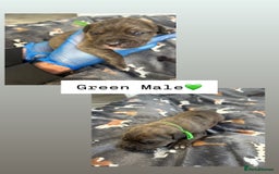 Mixed Breed dogs for sale: Stunning mastiff pups🐾 - Image 3