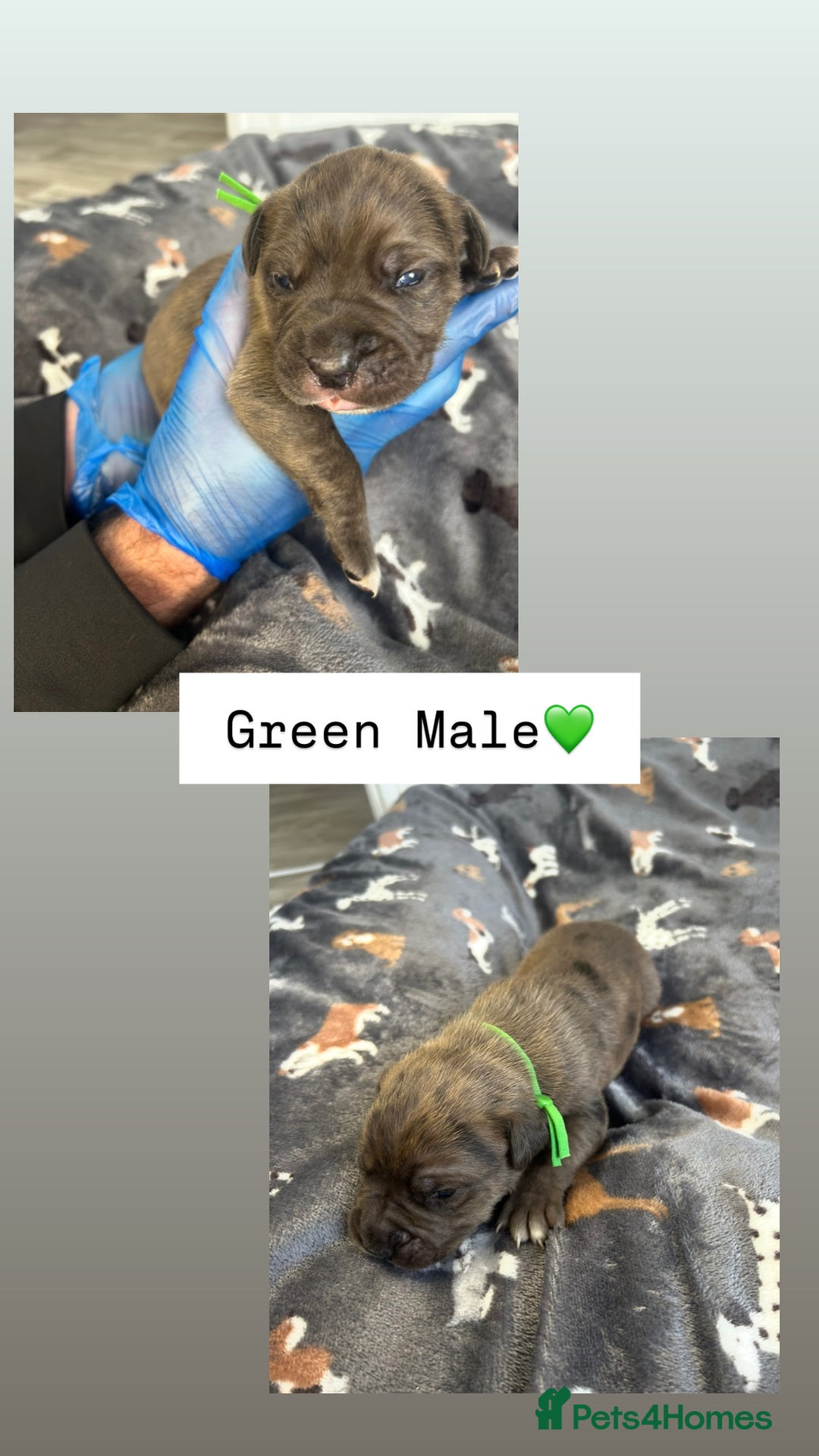 Mixed Breed dogs for sale: Stunning mastiff pups🐾 - Image 3