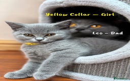 British Shorthair cats for sale: 🐾 Champion Line Blue BSH Kittens GCCF Active 🐾  - Image 21